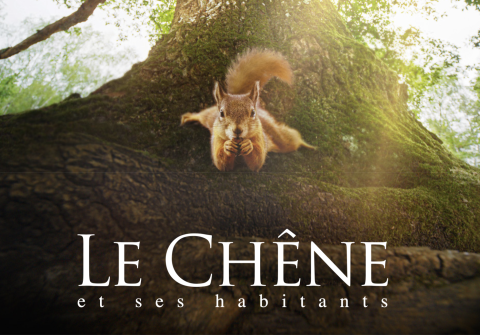 FILM LE CHÊNE DR