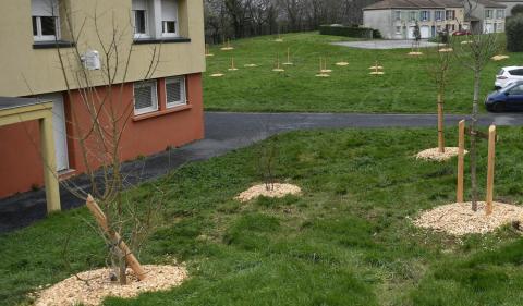 Mon quartier des arbres