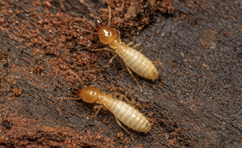 Termites (DR)