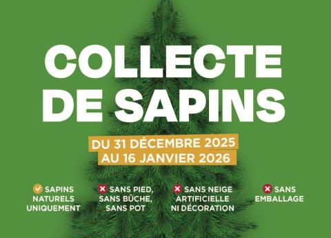 COLLECTE DE SAPINS