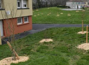 Mon quartier des arbres