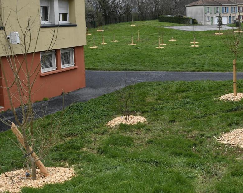 Mon quartier des arbres