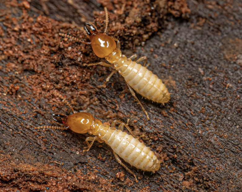 Termites (DR)