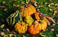 COURGE (DR)